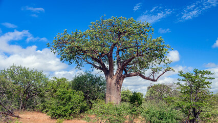 Typical baobab against the blue sky in the African bush.
