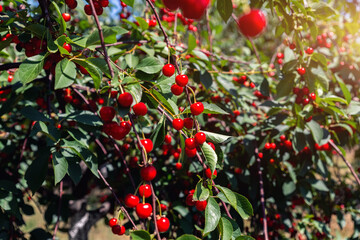 Obraz premium Detail of many fruit trees with green leaves twig and many red ripe tasty juicy dessert cherry berries growing in orchard. Natural eco fruit garden background. Organic nutritious agribusiness concept