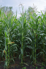 Corn plant stems, close-up. Agricultural plants in summer.