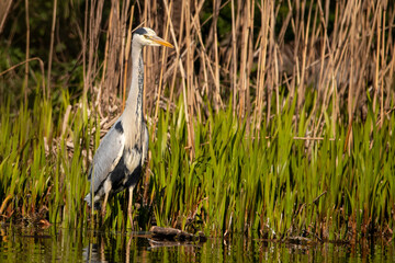 Stunning Grey Heron at Staffordshire Wildlife Trust