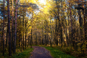 footpath in autumn park