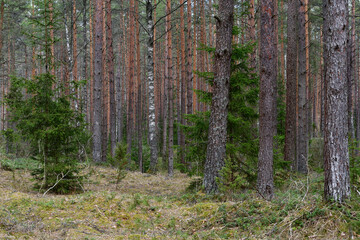 Naklejka premium A landscape in the shade of a spring pine forest on a cloudy day with light clouds, where trees of different species meet, and the ground is still covered only with evergreens.