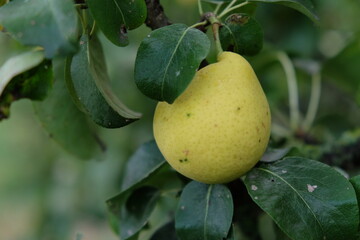 Ripe pear fruit on a tree branch, close-up.