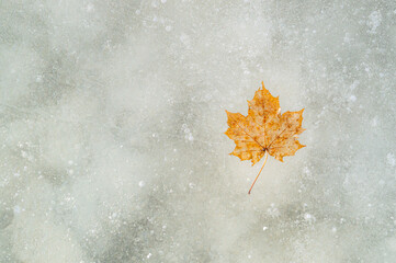 abstract background with orange maple leaf frozen in ice