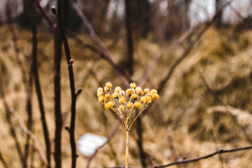 Immortelle in the wild. One yellow flower. Medicinal plant.