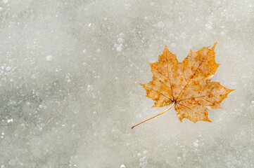 abstract background with orange maple leaf frozen in ice