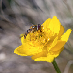 Striped hoverfly on a flower