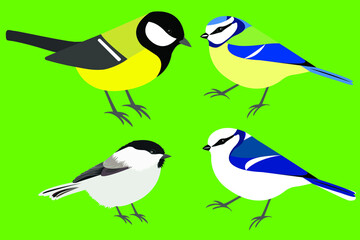 Set of birds: great tit, azure tit, blue tit, brown-headed tit  vector isolated. Stock illustration Cyanistes cyanus