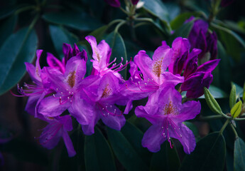 Purple Rhododendron 