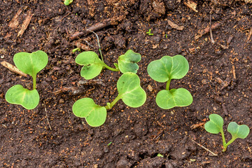 Young radish shoots in the closed ground close-up