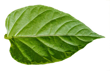 Fototapeta na wymiar Young tomato leaf on a white background close-up