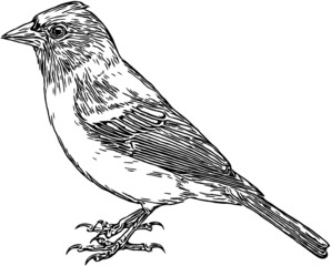 small bird contour