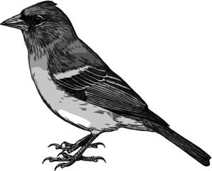 small bird black and white