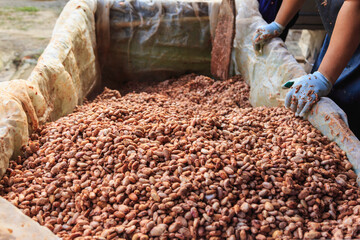 fermenting cocoa beans to make chocolate.