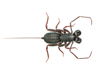 Image of whip scorpion isolated on white background. Animal. Insect.