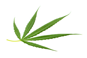Image of fresh green cannabis leaves isolated on white background.