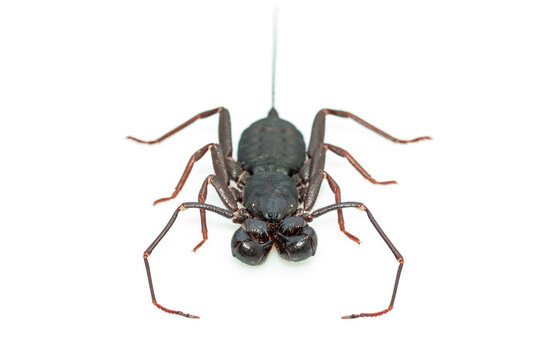 Image of whip scorpion isolated on white background. Animal. Insect.