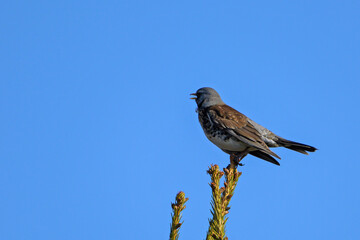 A forest bird sits on the top of a spruce tree in the early spring morning