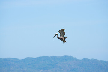 Brown pelican hovering in the sky
