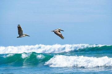 Brown pelicans flying over the ocean