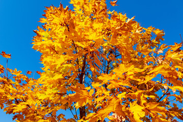 autumn leaves on blue sky background