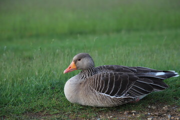 Richmond Park