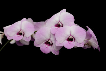 Beautiful pink orchid on black background