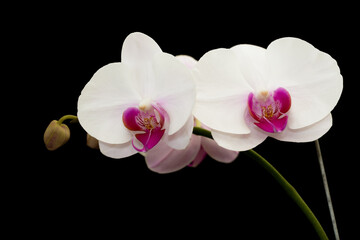 Naklejka na ściany i meble White orchid isolated on black background