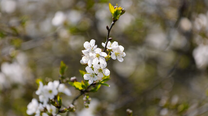 Kwitnące, białe kwiaty drzewa wiśni na gałęziach wiosną © Joanna