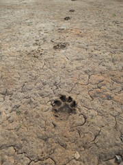 paw prints of dog on the cracked dry land design for footprints on the land and track concept