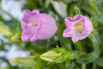 Obraz premium pink campanula champion closeup