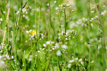 Green spring art plant background