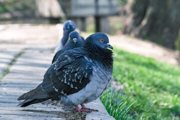 Urban wild pigeons portrait photography