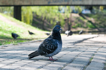 Urban wild pigeons portrait photography