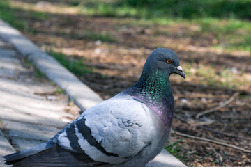 Urban wild pigeons portrait photography