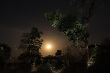 trees at night