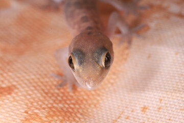 close up of a gecko