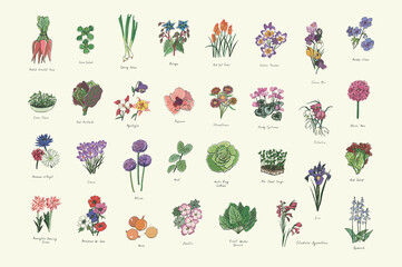 Flowers, herbs, vegetables gardening illustrations vector set - obrazy, fototapety, plakaty
