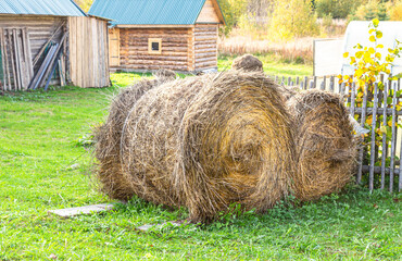 Harvested round bales of hay for cattle