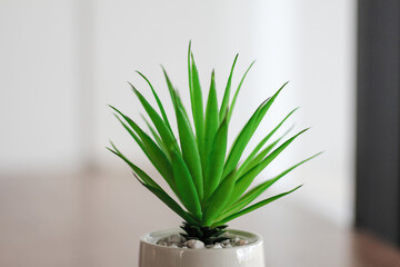 Close up green plant and white pot indoor