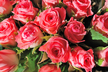 Delicate light roses