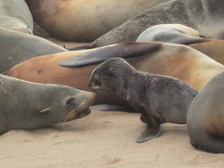 Fototapeta premium Seal pup