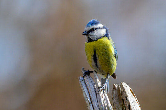 The Eurasian blue tit (Cyanistes caeruleus) is a small passerine bird in the tit family, Paridae.