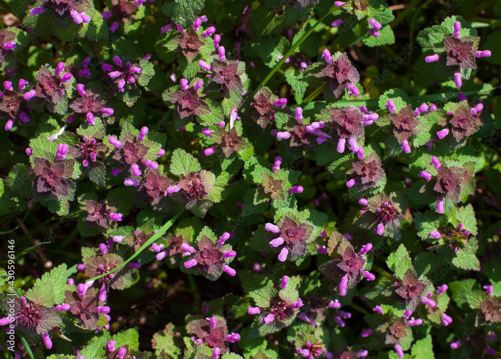 Wall mural Closeup shot of melastomes flowers