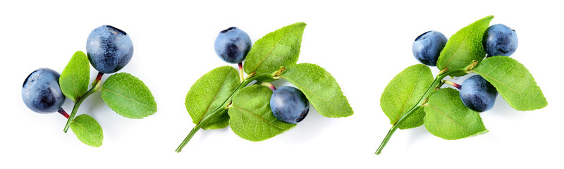 Bilberry isolated. Bilberry on white. Bilberries with leaf on branch. Top view set on white...
