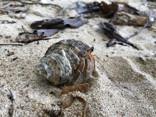 Hermit crab and seashell on the beach in Phuket island, Thailand.