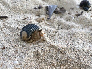 Hermit crab and seashell on the beach in Phuket island, Thailand.