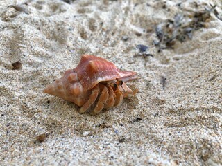Hermit crab and seashell on the beach in Phuket island, Thailand.