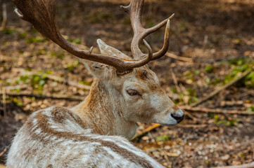 Naklejka na ściany i meble Handsome male fallow deer with big horns in the forest