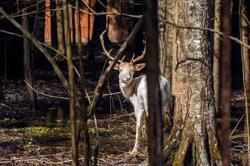 Handsome male fallow deer with big horns in the forest